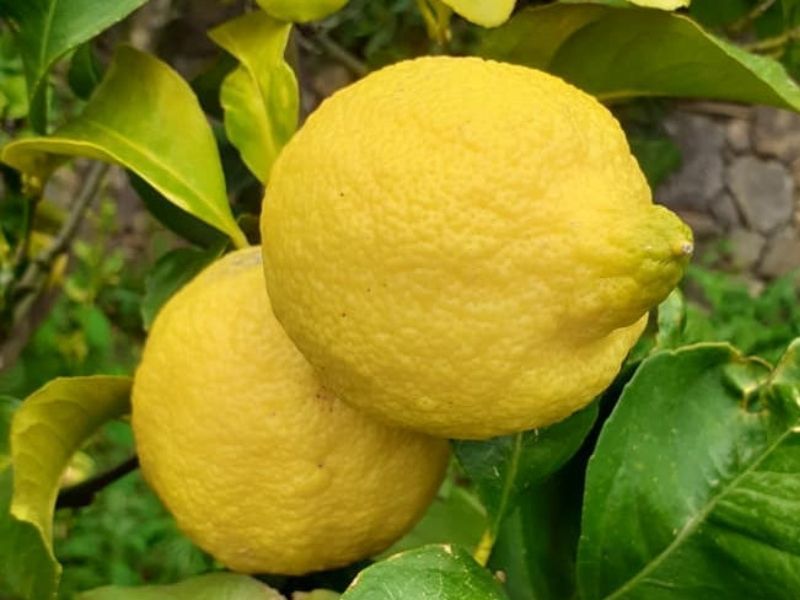 Limoni siciliani