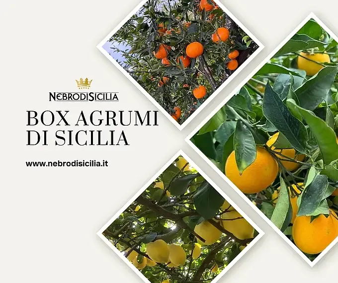 Box Agrumi di Sicilia