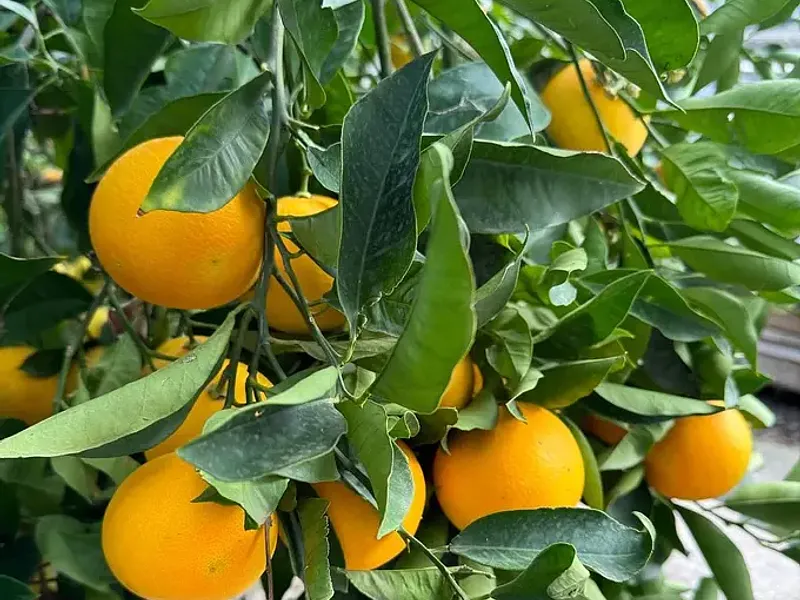 Arance Siciliane dei Nebrodi