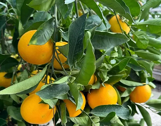Arance Siciliane dei Nebrodi