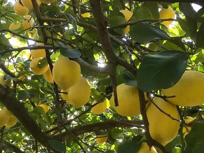 Limoni Siciliani dei Nebrodi