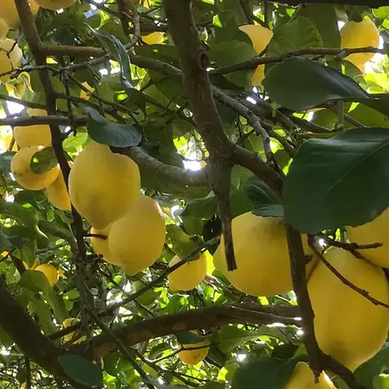 Limoni Siciliani dei Nebrodi — photo 1