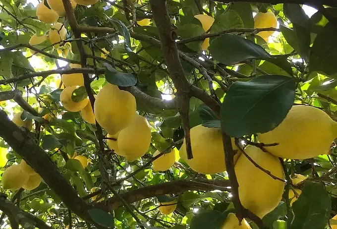 Limoni Siciliani dei Nebrodi