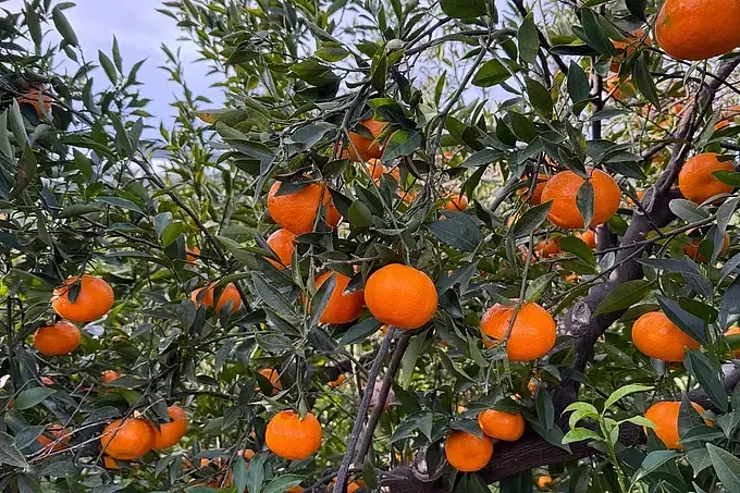 Mandarini Siciliani dei Nebrodi