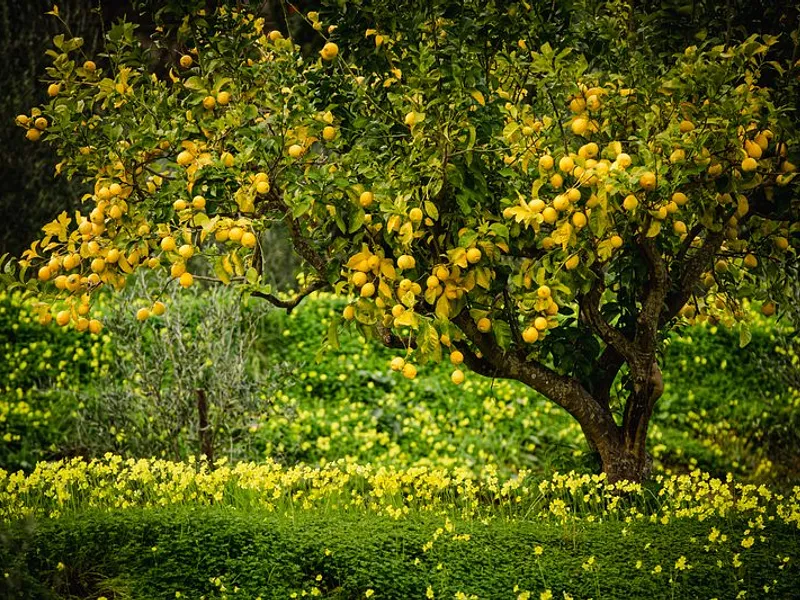 LIMONI