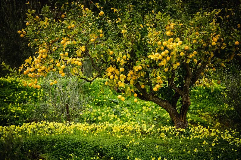 LIMONI