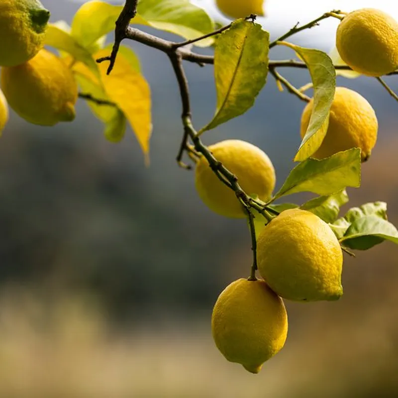 LIMONI — photo 2